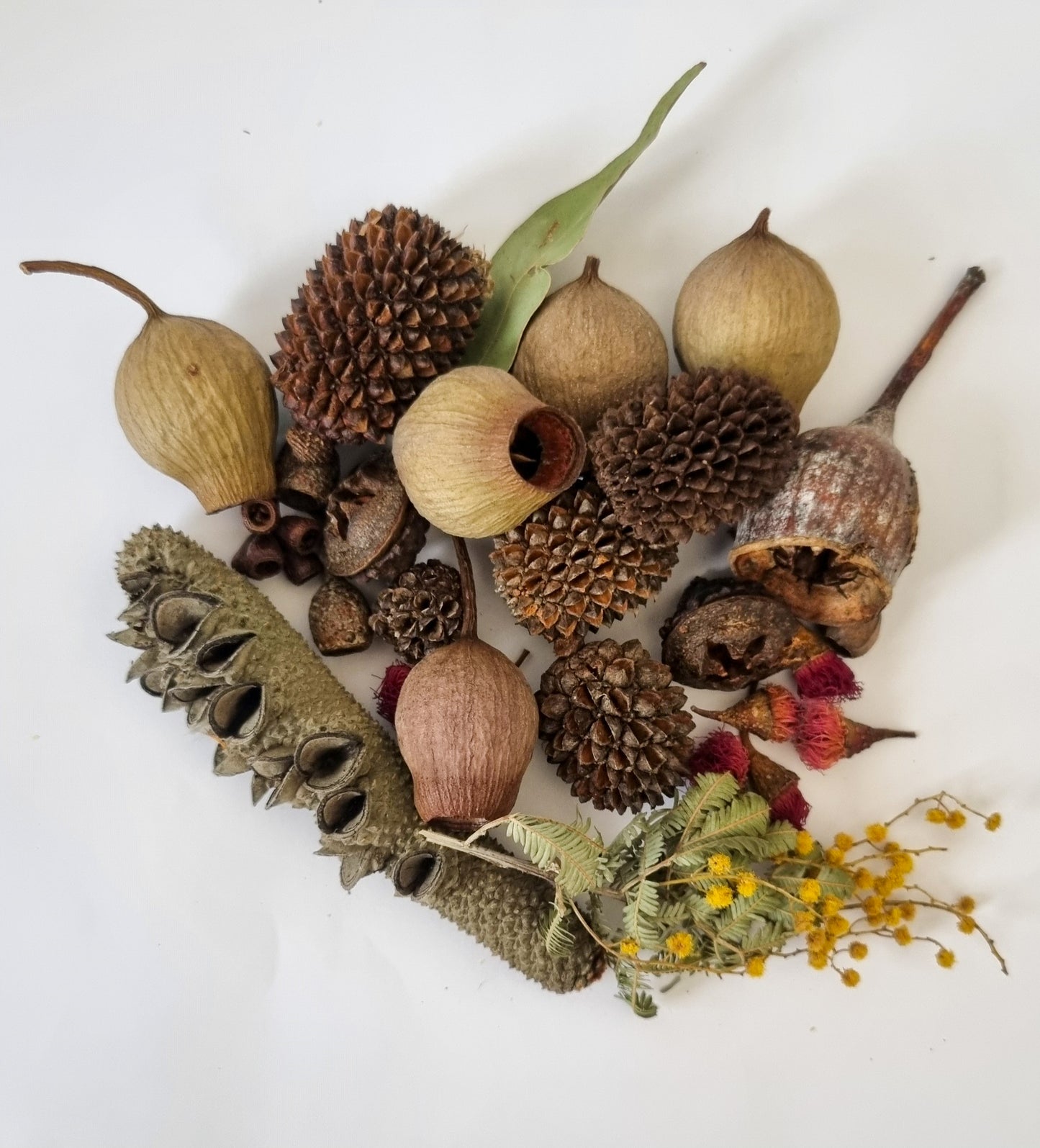 Natural Australian Seed Pods and dried flowers